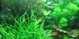 Free Aquarium Fishes Screensaver