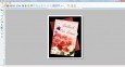 Greeting Cards Online