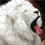 White leon puzzle