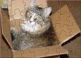 FPA Kitty In A Box