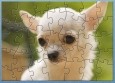 STR Cute Chihuahua Puzzle