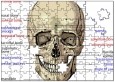 Human Skull Puzzle