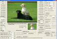 Image ActiveX - Image Viewer CP Pro