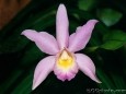 Natures Splendors: Orchids Screen Saver and Wallpa