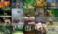Deer Photo Screensaver