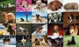 Dogs Photo Screensaver