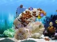 FP :: Amazing 3D Aquarium ADD-on :: Chaetodont II