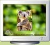 Koala Screen Saver