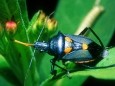 Colorful Beetles ScreenSaver