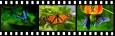 Butterflies Screensaver