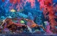 Red Sea Napoleon Fish Screensaver