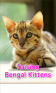 Raising Bengal Kittens