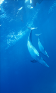 Dolphins -Photo Library-