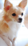 Tiny Chihuahuas: Photo Collection