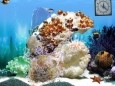 White Reef - 3D Screen Saver