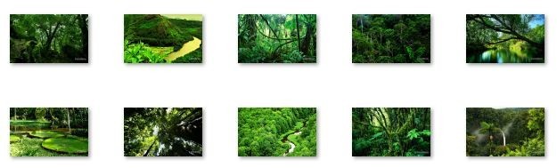 Rainforest Windows 7 Theme with sound
