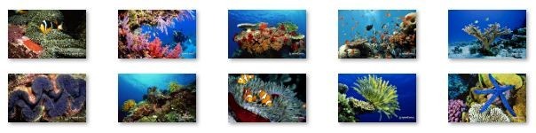 Coral Reef Ubuntu Linux Theme