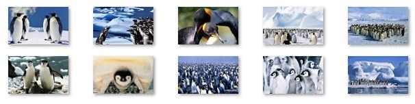 Penguins Ubuntu Linux Theme
