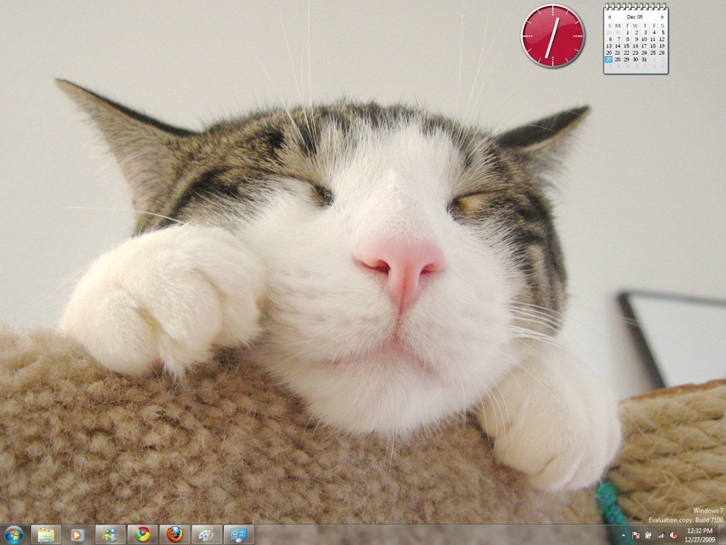 Cats Everywhere Windows 7 Theme