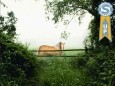Horse in the mist - 3D Screen Saver