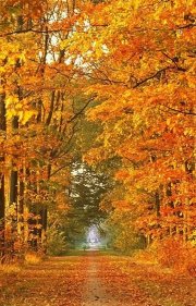 Free Autumn Landscape Screensaver