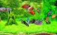 3D Severum Fish Screensaver