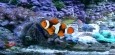 TruePercula Clownfish Wallpaper