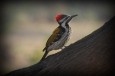 Woody Woodpecker screensaver