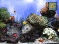 Anemone`s Reef