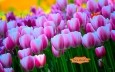 Springtime Tulips Carpet ScreenSaver