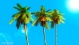 Magnificent Palm Sky Scenery ScreenSaver