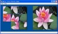 WaterLily Puzzle Game
