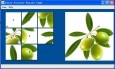 Olive Puzzle Game