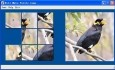 Hill Myna Puzzle Game