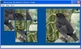 Eurasian Blackbird Puzzle Game