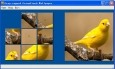 Oriental Greenfinch Puzzle Game