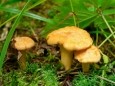 Edible Mushrooms Screensaver