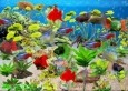 Paradise Fish Aquarium