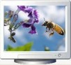 Beautiful Bumbling Bees Screen Saver