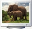 Elegant Elephants Screen Saver