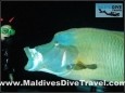 Maldives Diving